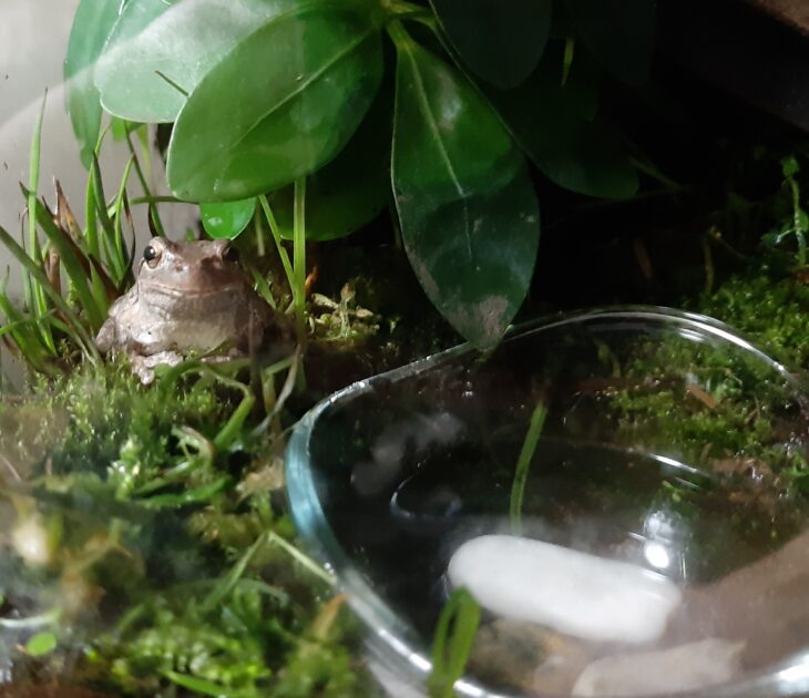 アマガエルの冬の飼育方法を解説 暖の取り方や注意点の例を紹介 かえるさんの寝言